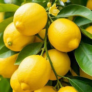 Dwarf Meyer Lemon Seeds