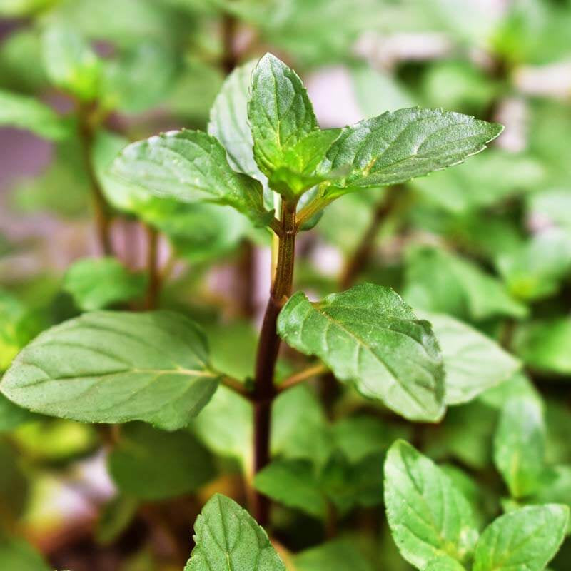 Dwarf Mint Seeds - Herbal Seeds