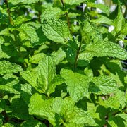Dwarf Mint Seeds - Herbal Seeds