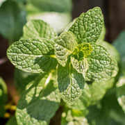 Dwarf Mint Seeds - Herbal Seeds