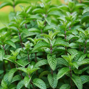 Dwarf Mint Seeds - Herbal Seeds