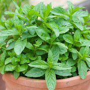 Dwarf Mint Seeds - Herbal Seeds