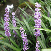 Dwarf Monkey Seeds