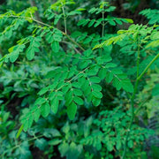 Dwarf Moringa Seeds - Herbal Plant
