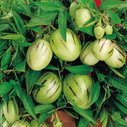 Dwarf Seeds, Solanum muricatum Fruit Seeds