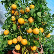 Dwarf Seeds, Solanum muricatum Fruit Seeds