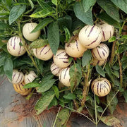Dwarf Seeds, Solanum muricatum Fruit Seeds