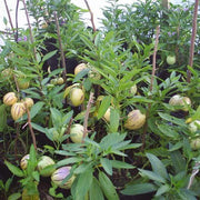 Dwarf Seeds, Solanum muricatum Fruit Seeds