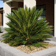 Dwarf Sago Palm Seeds - Tropical Ornamental Palm Seeds for Planting