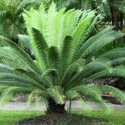 Dwarf Sago Palm Seeds - Tropical Ornamental Palm Seeds for Planting