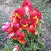 Snapdragon Seeds – Antirrhinum majus