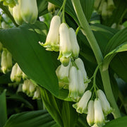 Dwarf Solomon's Seal Seeds