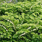 Dwarf Solomon's Seal Seeds