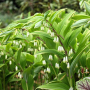 Dwarf Solomon's Seal Seeds