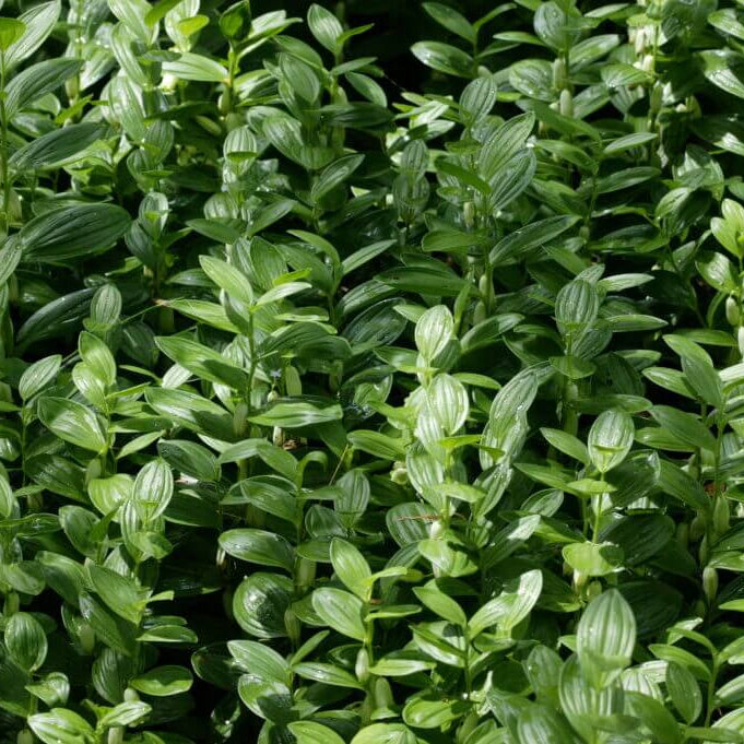 Dwarf Solomon's Seal Seeds
