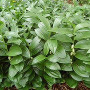 Dwarf Solomon's Seal Seeds