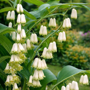 Dwarf Solomon's Seal Seeds