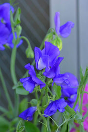 Sweet Pea Seeds – Lathyrus odoratus