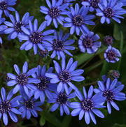 Blue Eyed African Daisy Seeds