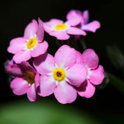 Pink Forget-Me-Not Seeds