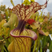 Hybrid Pitcher Seeds