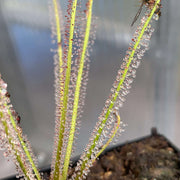 Thread-Leaved Sundew Seeds