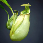 Fanged Pitcher Seeds