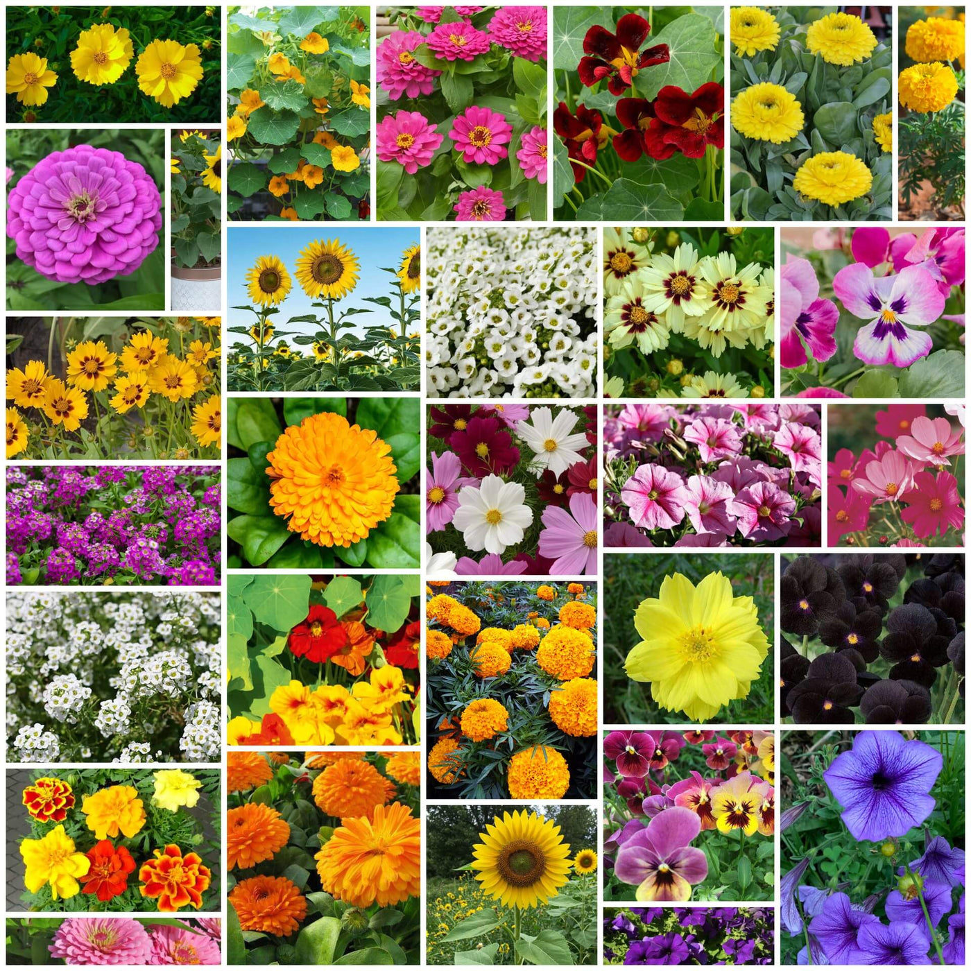 Easy Grow Flower Mix Seeds