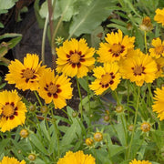 Easy Grow Flower Mix Seeds