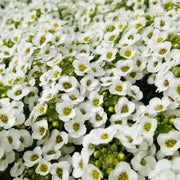 Easy Grow Flower Mix Seeds