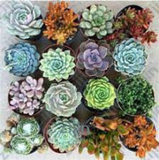 Color Mix Echeveria Seeds, Herbal