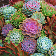 Color Mix Echeveria Seeds, Herbal