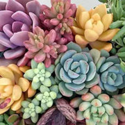 Color Mix Echeveria Seeds, Herbal