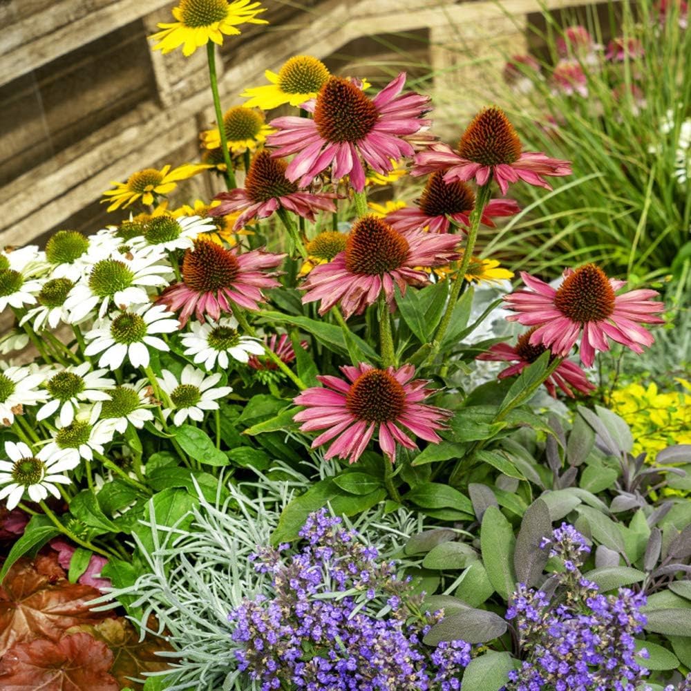Colorful Perennial Echinacea Seeds
