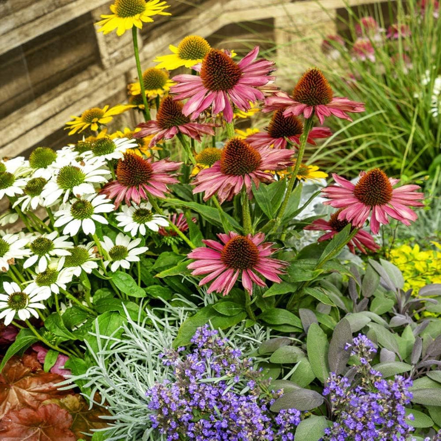 Colorful Perennial Echinacea Seeds