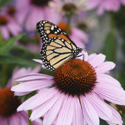 Colorful Perennial Echinacea Seeds