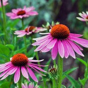 Finest Quality Echinacea Seeds