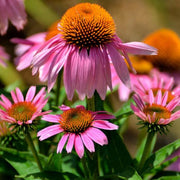 Finest Quality Echinacea Seeds