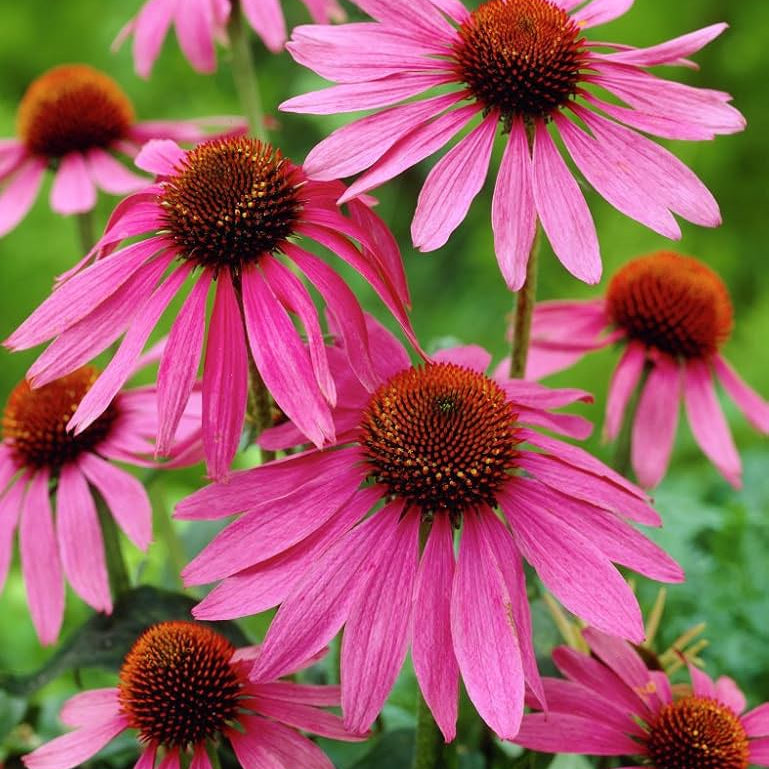 Beautiful Echinacea Seeds