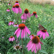 Coneflower Echinacea Seeds
