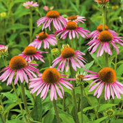Easy Grow Echinacea Seeds