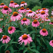 Easy Grow Echinacea Seeds