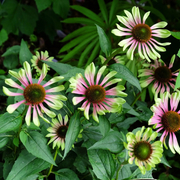 Green Twister Echinacea Seeds