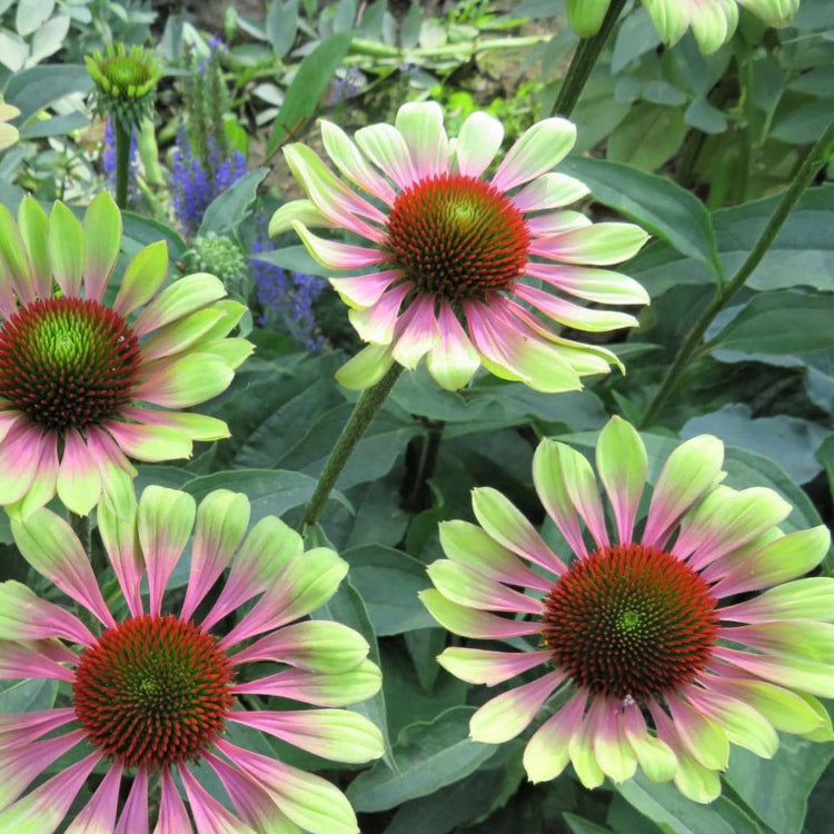 Green Twister Echinacea Seeds