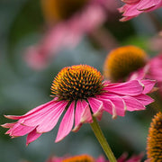 Immune Echinacea Seeds