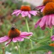 Immune Echinacea Seeds