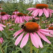 Long Lasting Echinacea Seeds