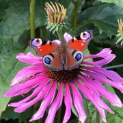 Long Lasting Echinacea Seeds