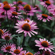 Medicinal Echinacea Seeds