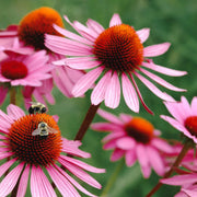 Medicinal Echinacea Seeds
